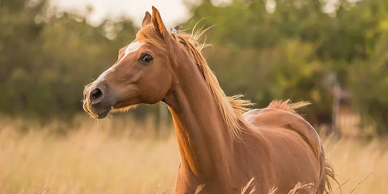 Prebiotici e probiotici nella dieta dei cavalli