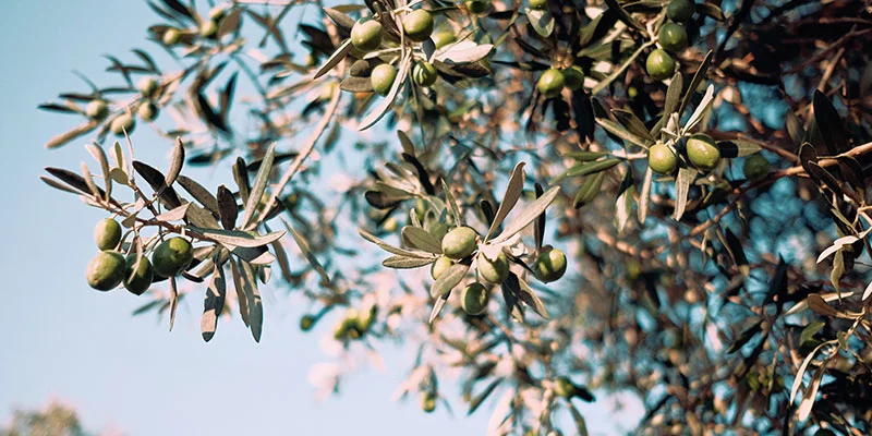 L'olio come fonte di energia al posto degli amidi