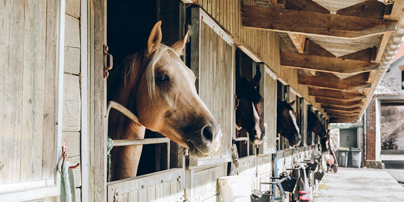 Prebiotici e probiotici nella dieta dei cavalli