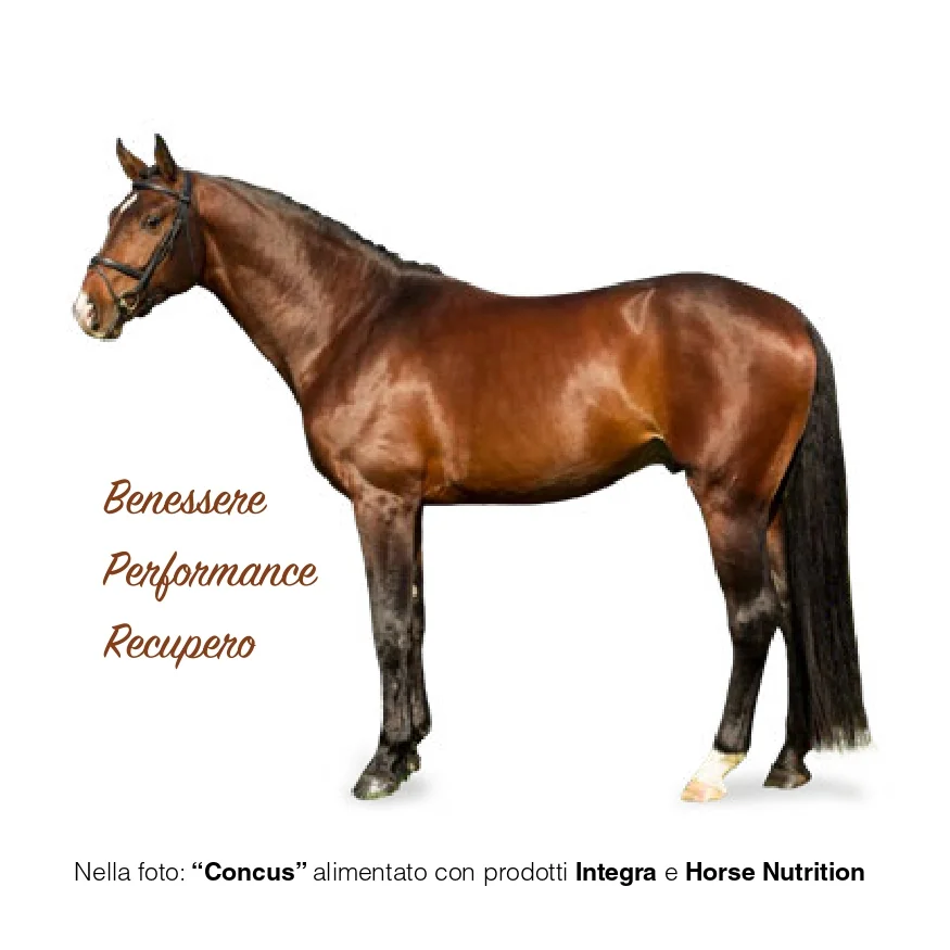 Concus, cavallo alimentato con prodotti Integra e Horse Nutrition